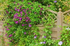 Bij deze clematis soorten spreken we van groenblijvende of wintergroene klimplanten omdat de clematis zijn bladeren in de winter niet verliest. Klimmende Winterkampioenen Poppelaars Tuincentrum