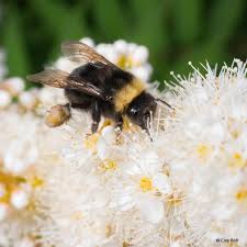Without even a checklist of species, it is very difficult to know whether the health of oregon bees is improving or declining. Today Is World Bee Day Here Are A Few World Wildlife Fund Facebook