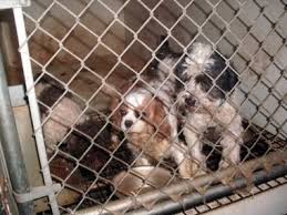 Последние твиты от puppy mill free pa (@puppymillfreepa). Seeking Enforcement Of Pennsylvania S Dog Law Animal Legal Defense Fund