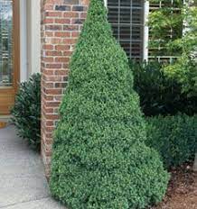 Pin On Plant Wishlist