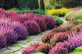 Вереск обыкновенный (calluna vulgaris l.). Vereski