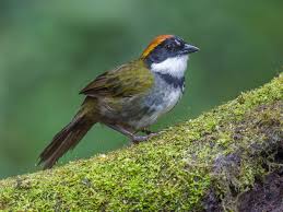 Image result for Agelanthus sp. aff. A. brunneus