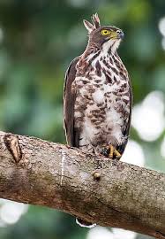 Black And White Hawk Eagle Texas Photography Crested Goshawk Paperblog In 2020 Bird Birds Of Prey Prey