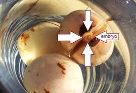 We did not find results for: Where Would Avocado Seeds Germinate Faster In Soil Or In Water Steemit