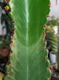 Image result for Euphorbia ingens