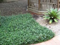 In a natural ecosystem, the ground cover can be used to protect the soil from eroding away. Asiatic Jasmine Ground Cover Plants Ground Cover Florida Landscaping