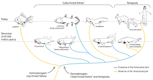 Its single drop is raw fish meat. New Insights Into The Old Four Legs Unveiling The Development Of The Coelacanth S Skull And Brain Nature Portfolio Ecology Evolution Community