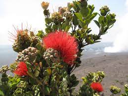 The native hawaiian plant society is hosting a talk by tamara sherrill of maui nui botanical gardens on native seed banking. 6 Iconic Tropical Flowers That Will Make You Think Of Hawaii Hawaii Magazine