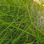 Image result for Elionurus muticus