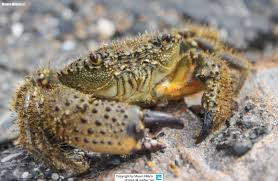 Image result for Eriosema verdickii