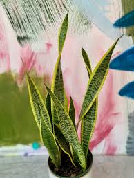Image result for Sansevieria