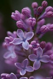 Lilacs My Grandma Just Loved These And So Do I Beautiful Flowers Purple Flowers Pretty Flowers