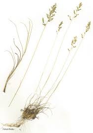 Image result for Eragrostis racemosa