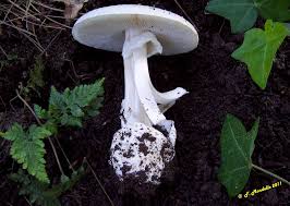 We did not find results for: Funghi Tossici E Velenosi Mortali Piu Comuni Descrizione E Foto