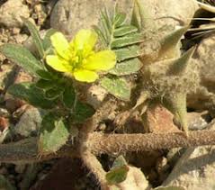 Image result for Zygophyllaceae