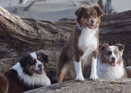 Finde hier australian shepherd mischlinge deals online & billig bei vergleiche.de. United States Australian Shepherd Association