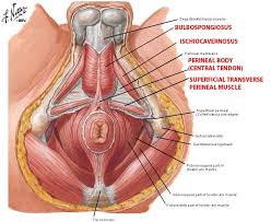 These muscles all serve as adductors of the thigh, but also serve as important stabilizers of the pelvis and work to maintain balance of the pelvis on the lower limb during gait. Pelvic Floor Anatomy Anatomy Drawing Diagram