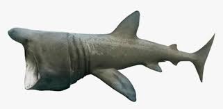 Basking Shark Png Download Basking Shark No Background Transparent Png Transparent Png Image Pngitem All shark png images are displayed below available in 100% png transparent white background for free browse and download free shark png transparent image transparent background image. basking shark png download basking