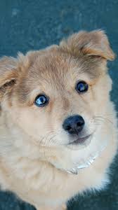 | see more funny dog wallpaper, anime dog wallpaper, fall dog wallpaper, crazy dog wallpaper, weird dog wallpapers, happy dog looking for the best dog wallpaper? Best Dog Iphone 8 Hd Wallpapers Ilikewallpaper