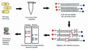 Rflp, or restriction fragment length polymorphism, is a molecular biological technique used to compare dna from two samples. Terminal Restriction Fragment Length Polymorphism T Rflp Studies To Monitor Changes In The Bacterial Community Structure During Bioremediation Of A Pesticide Contaminated Soil Semantic Scholar