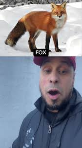 How Latinos Pronounce Animal Names: Part 2