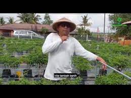 Pokok cili padi yang ditanam di dalam pasu atau polybeg perlu disiram selalu untuk mengelakkan pokok daripada layu terutama pada musim panas. Penanaman Cili Padi Secara Komersial