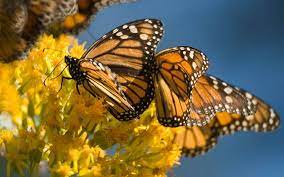 Disfruta Del Espectaculo Naranja De La Mariposa Monarca En Michoacan El Sol De Mexico Noticias Deportes Gossip Columnas