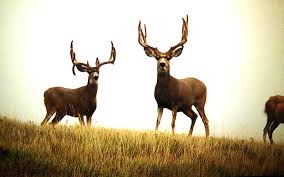 Hunting videos and dvds by mossback titled mulies gone wild are an excellent. Pope Young Now Ranks Velvet Antlered Mule Deer Bucks Mossy Oak