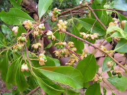 Image result for Ochna schweinfurthiana