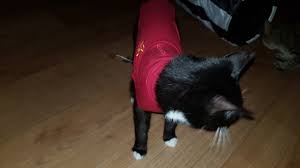 | der richtige zeitpunkt für die sterilisation oder kastration ihrer katze hängt von verschiedenen faktoren ab, im wesentlichen von ihrem individuellen entwicklungsstand und der rasse. Tlskpyevdykt M