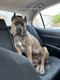 canecorso #angel #iloveyou | TikTok