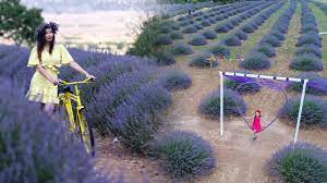 Şu sıralar lavanta festivali ile adını sıkça duymaya başladığımız isparta'nın kuyucak köyü, aslında oldukça kurak ve verimsiz tarlalara sahipmiş. Lavanta Kokulu Koy Kuyucak Misafirlerini Bekliyor Youtube