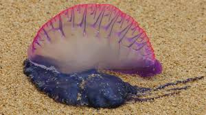 Filled with venom to kill fish but for humans its hardly deadly. Over 3 000 Stung By Man O War Jellyfish In Australia Within Few Days