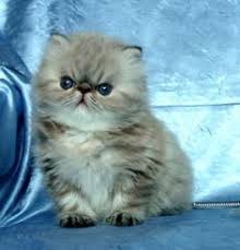 I Want Another One Of These Persian Himalayan Kitten Evcil Hayvanlar Hayvanlar Ve Yavru Kediler
