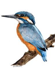 Free Shipping Handsome Common Kingfisher By Ghirardelli On Etsy Kingfisher Watercolor Bird Watercolor Paintings Kingfisher Art