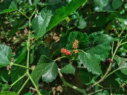 Image result for Moraceae