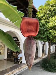 Mohamed Qasem On Twitter Banana Tree Vibrant Red Flowers