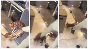 Malgré la diffusion par le sun d'une vidéo où on le voit frapper à plusieurs reprises son chat, kurt zouma, le défenseur français de west . Ahkovzxkewopwm