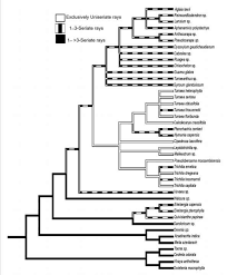 Image result for Pseudobersama