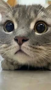 pin by tatyana labockaya on koshki cute baby cats cute cats cute baby animals