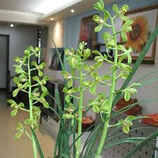 The successful green roof with native grasses has a typical meadow character. Orchid Seedlings Cymbidium Old Garden Winter Balcony Flower Living Room Roof