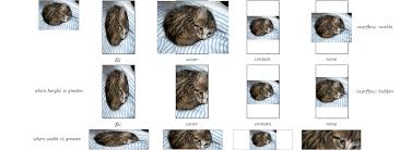 } images expand to cover width and height, correct. Rip Css Background Images Or Fitting Elements With Css Property Object Fit By Javascript Teacher Medium