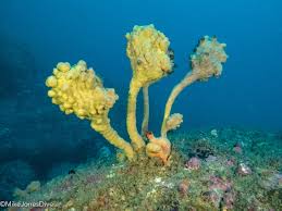 Image result for Ypsilopus liae