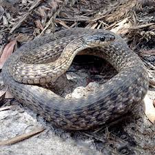 Snakes Of South East Queensland Advice Identification