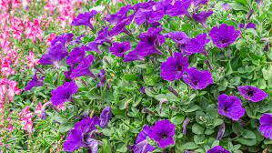 Check spelling or type a new query. The Most Beautiful Annuals That Bloom All Summer Floraqueen