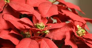 Whether as a gentle loving reminder for yourself or a gift of kindness for a friend, our pet loss jewellery is all made to order to your exact requirements. Which Flowers Are Poisonous To Dogs Pet Owners Beware
