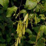 Image result for Afrobrunnichia