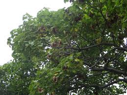 Image result for Hildegardia