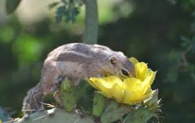 Are all prickly pear cactus fruits edible? Rodents Feeding On Cactus Plants Tips On Protecting Cactus From Rodents