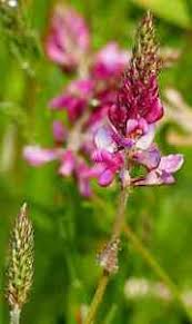 Die esparsette | die esparsetten. Saat Esparsette Onobrychis Viciifolia Sainfoin 5 Samen Saatgut Seeds Ebay